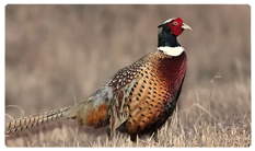 DNSEMP-C-307 Pheasant